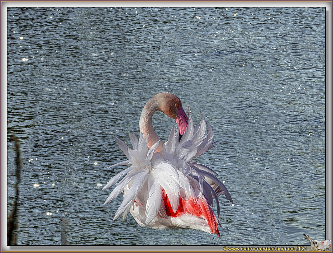 FLAMANT ROSE